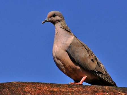 IPoliciais do 4º BPM prendem homem com 3 mil aves
